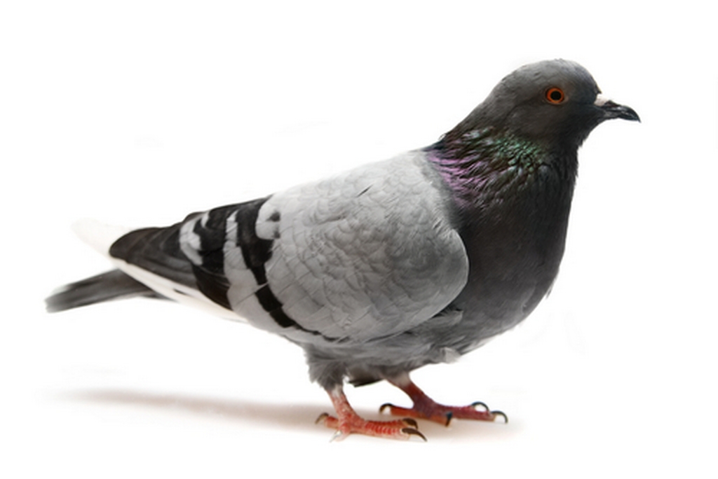 Pigeon